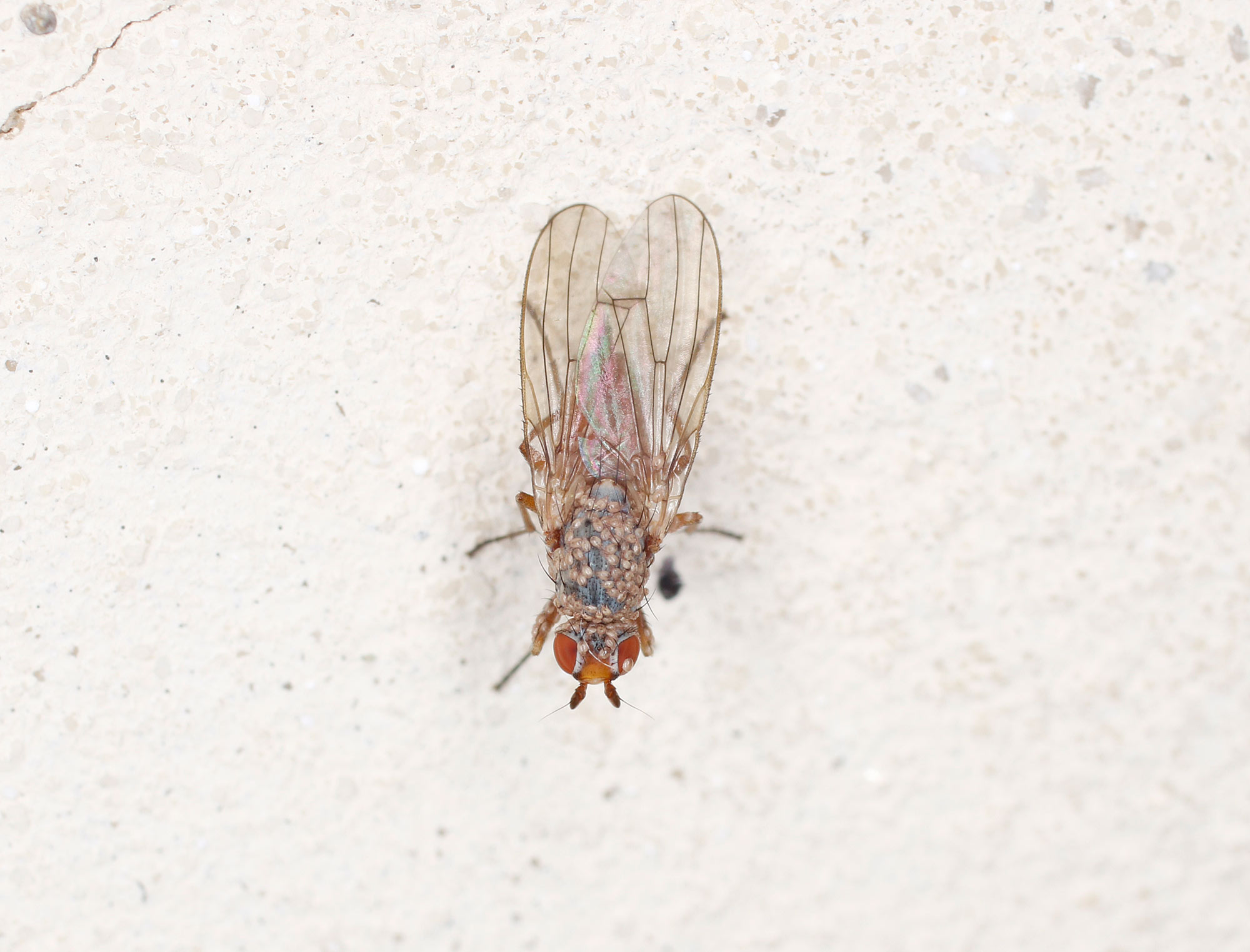 Mosca infestata da acari